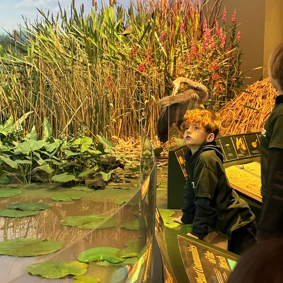 A child leans over a panel to get a better look at a Habitat exhibit made to look like a Michigan wetland