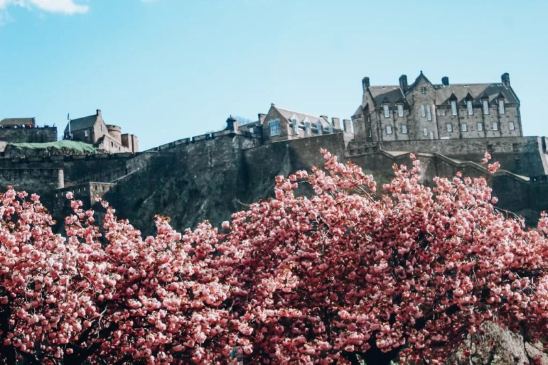 Cherry blossom in Princes Street | Best things to do in Edinburgh in spring 