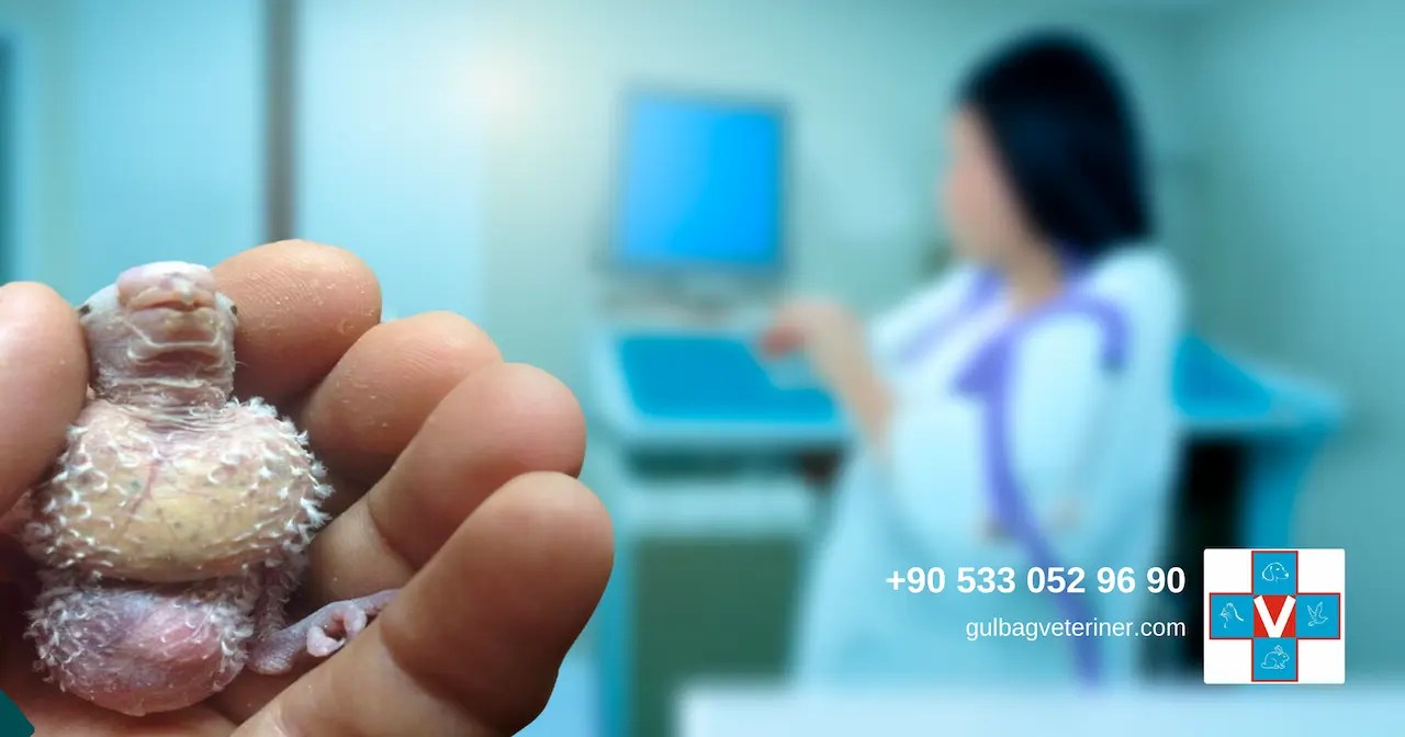 Elinde kuş tutan bir el ve arkaplanda veteriner kliniği muayene odası.