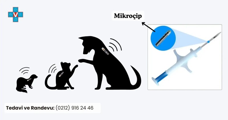 Kedi, köpek, gelincik için mikroçip