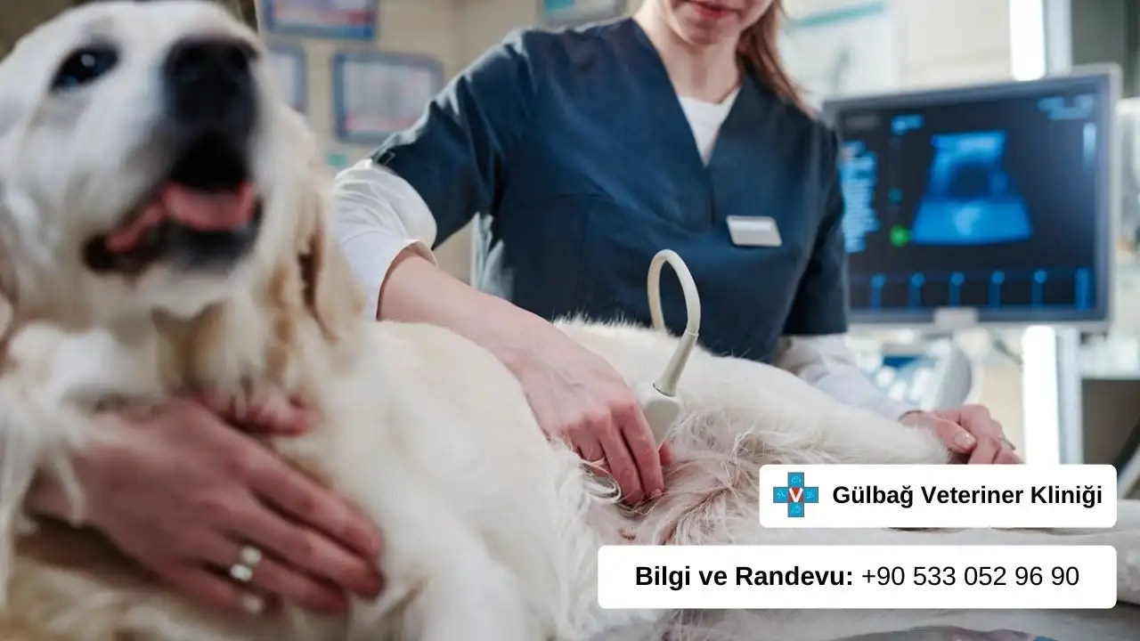 Veteriner kliniğinde ultrasona giren köpek