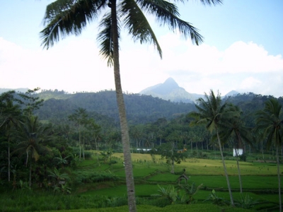 umwelt  Großer Erfolg für Ureinwohner Indonesiens Java Indonesien