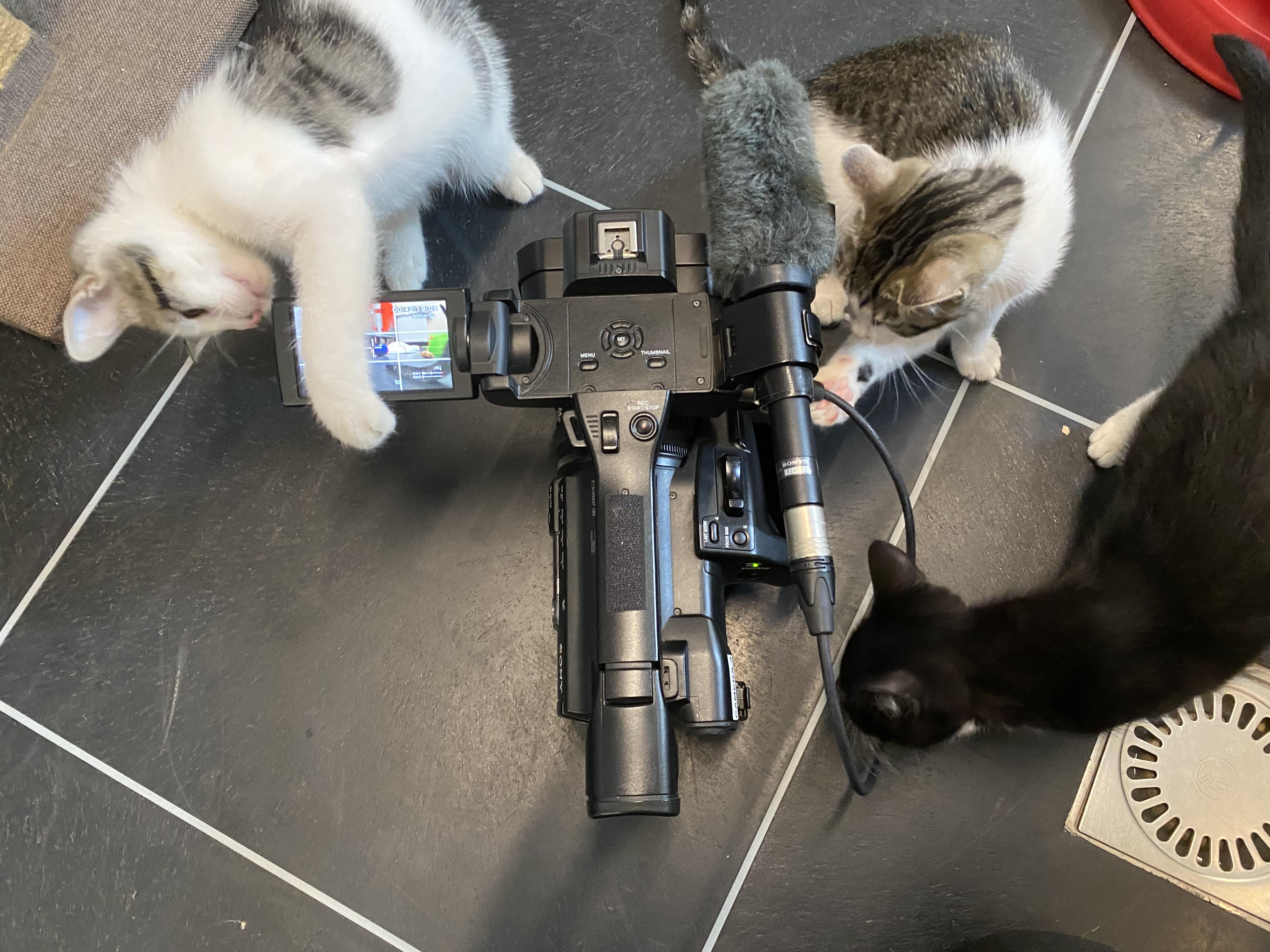 Op zoek naar gastgezinnen voor katjes: “Krijgen veel meer kittens dan normaal”