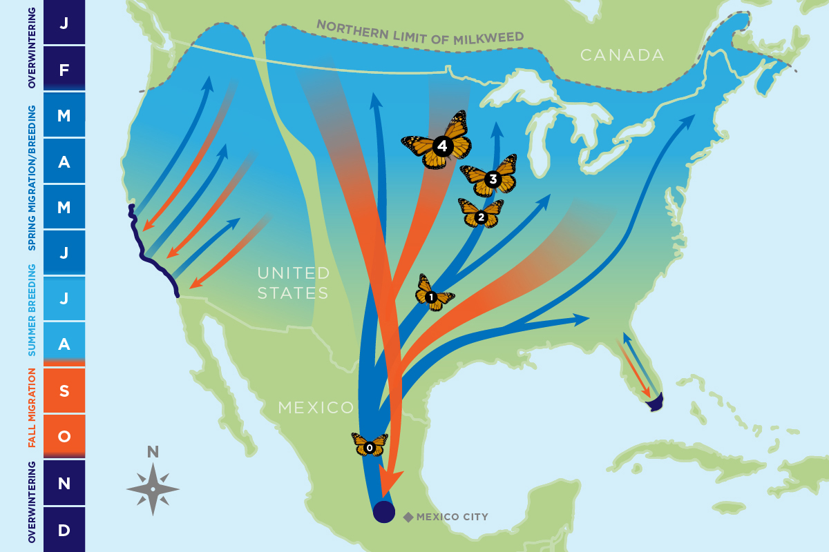 Butterfly Migration Map Monarch Butterfly Ink Dwell 