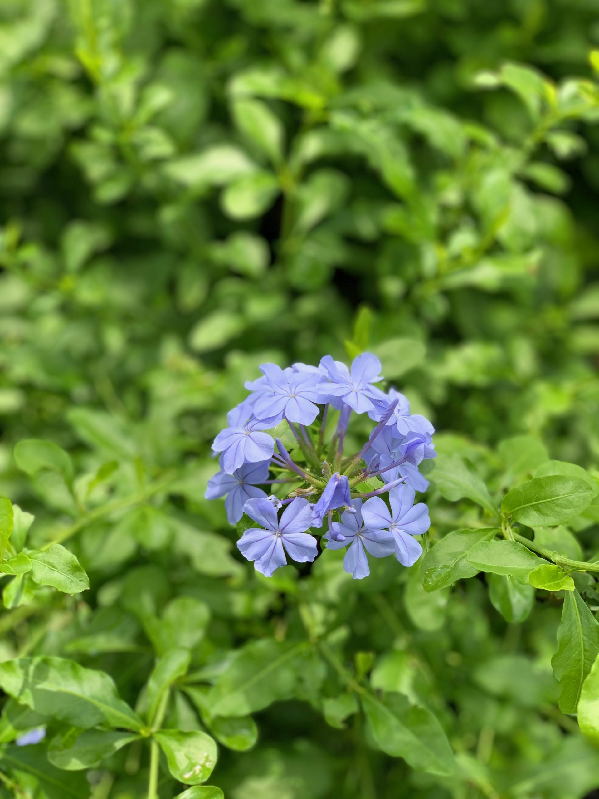 Grande dame of the garden patti mcgee shows hgtv editor felicia feaster around her south carolina walled garden, the perfect illus. Â» Blue Plumbago | #1 Lawn & Landscaping Company In