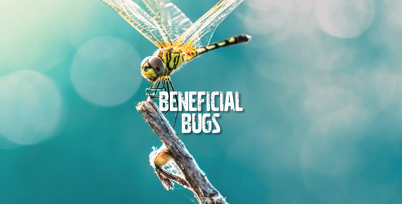 5 beneficial bugs in your garden
