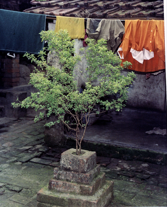Tulsi