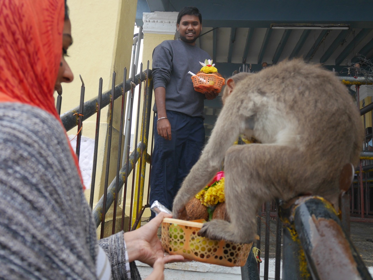 Monkey stealing coconuts