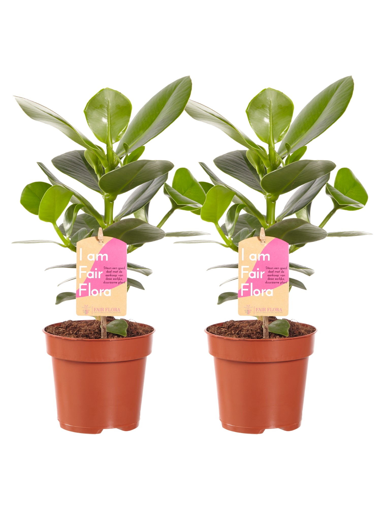 Clusia Princess - duo 2 stuks