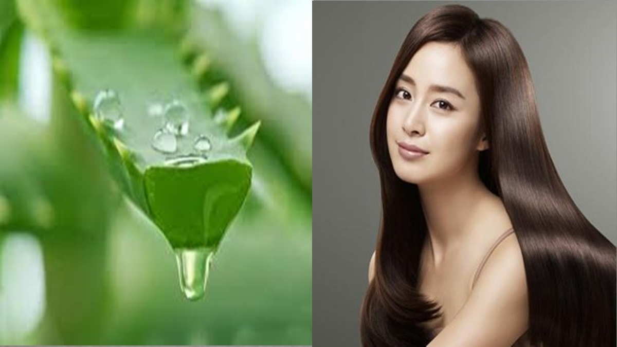 Gel lidah buaya sebanyak dua . Manfaat Lidah Buaya Untuk Rambut Harapan Rakyat Online
