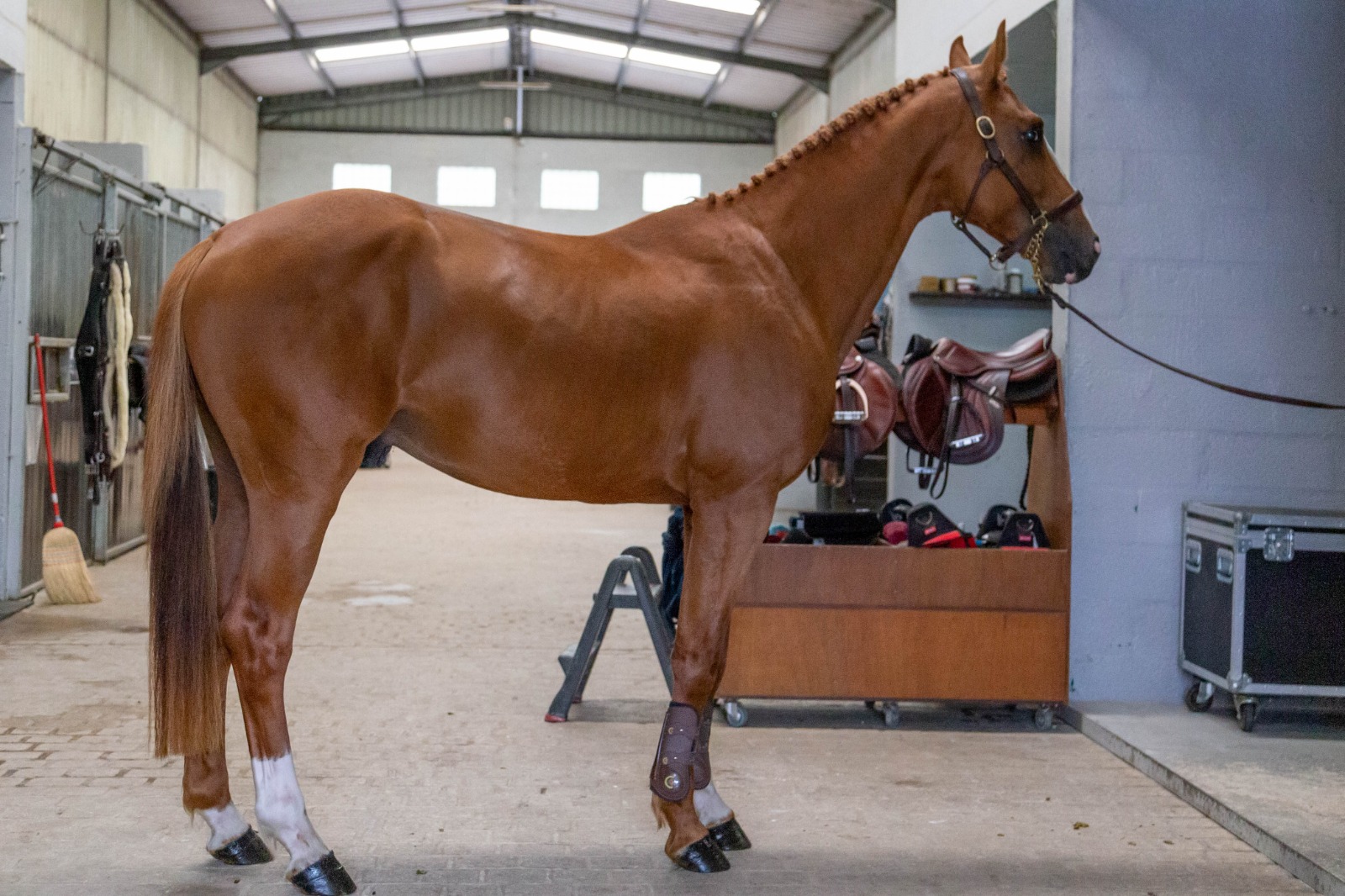 image of Mistral, Chestnut Gelding
