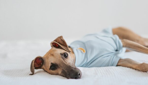 Calm dog receiving natural wellness care at