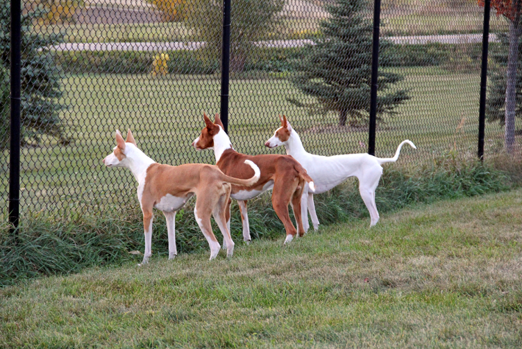 Josie, Bryce, and Roxy