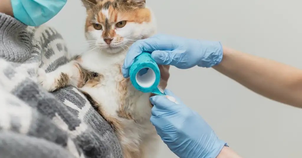 Kos Rawatan Kucing Patah Kaki Terkini Kos Rawatan Kucing Patah Kaki Terkini