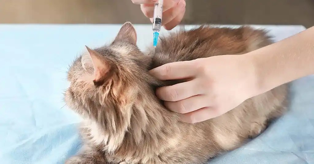 Prosedur Rawatan Kucing Patah Kaki di Klinik Prosedur Rawatan Kucing Patah Kaki di Klinik