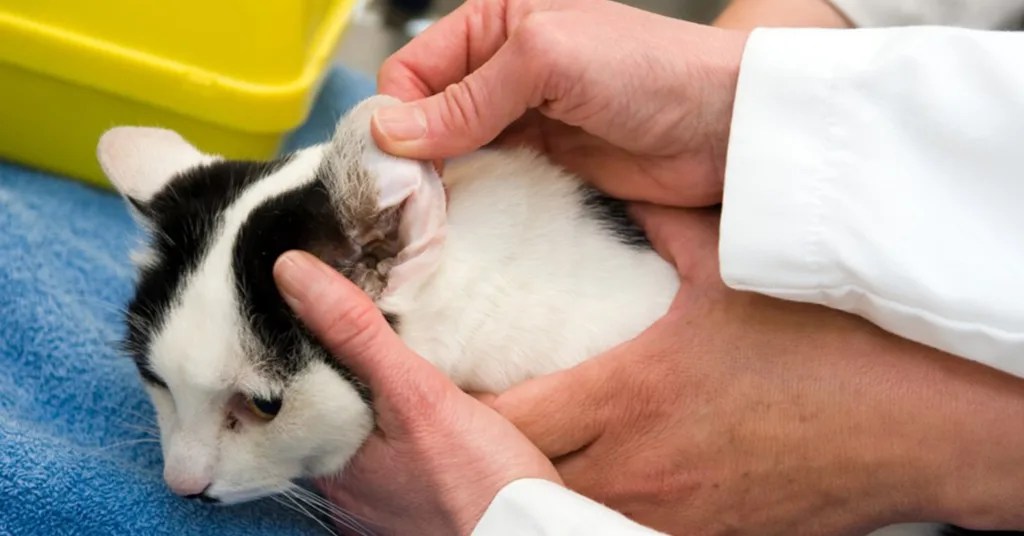 Faktor Penentu Kos Rawatan Polip Telinga Kucing Faktor Penentu Kos Rawatan Polip Telinga Kucing