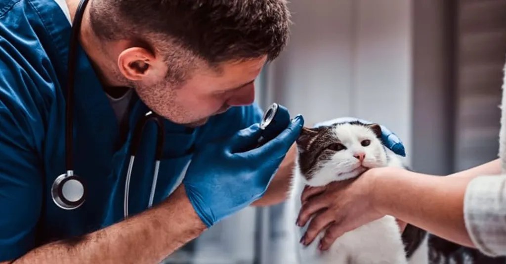 Langkah Pencegahan Polip Telinga Kucing Langkah Pencegahan Polip Telinga Kucing