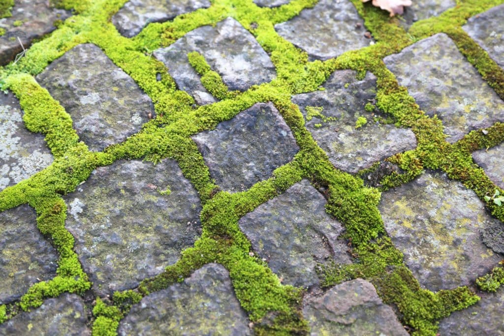 Moos Vom Dach Entfernen Preise Methoden Vorteile Rat