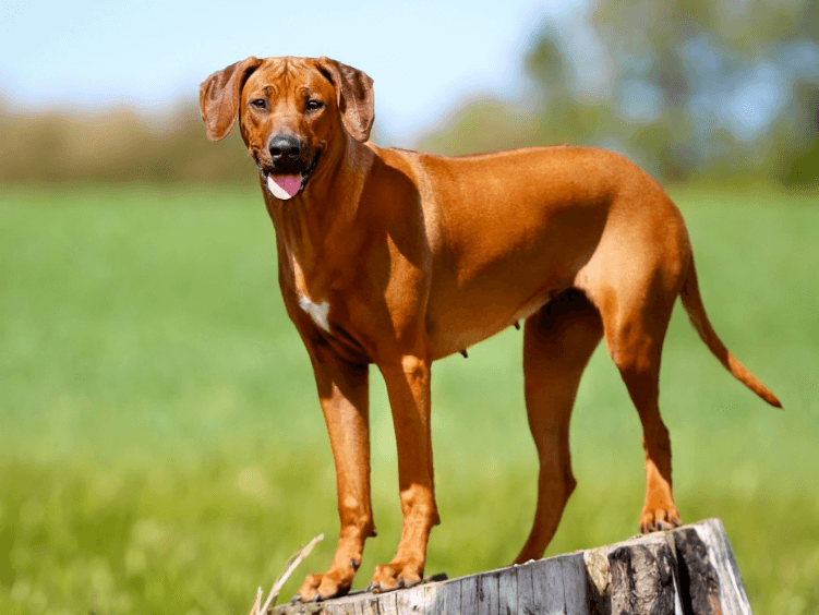 Rhodesian Ridgeback Größe - Rhodesian Ridgeback - Haustierratgeber.de