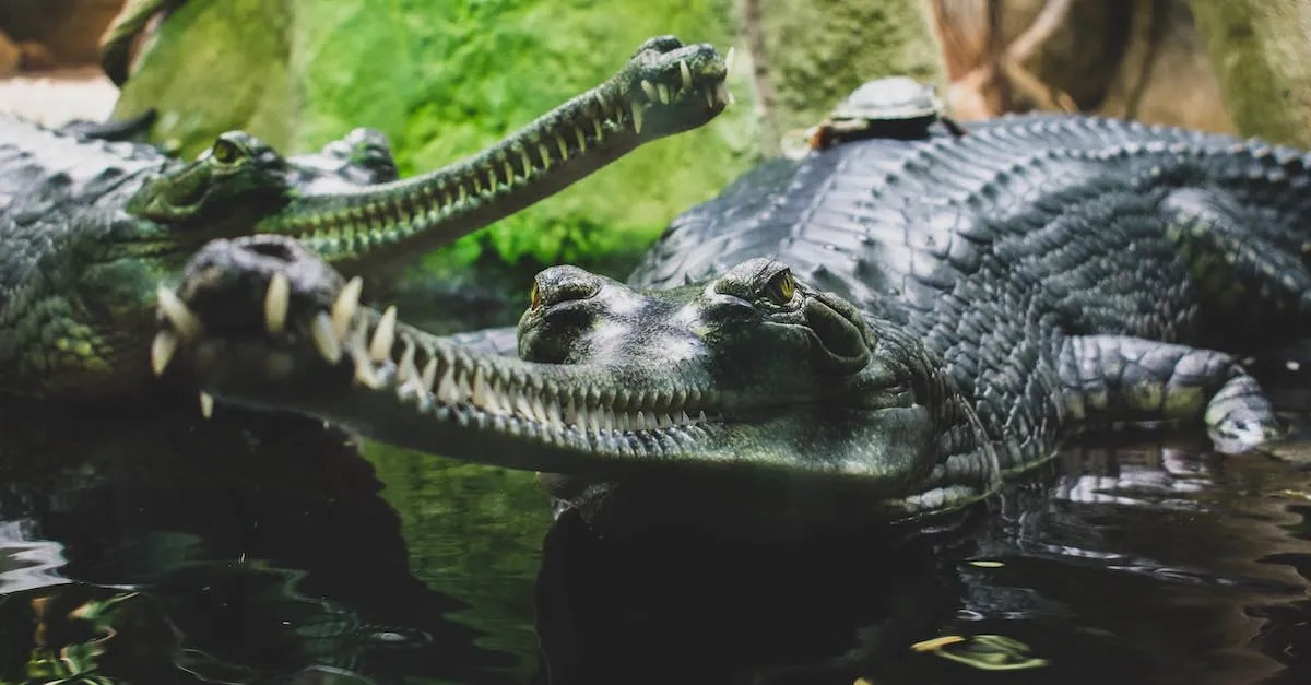 Dangerous animals to watch out for in hawaii