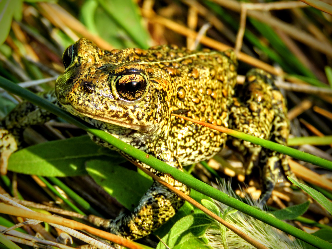 Recently discovered toad species already face threats - High