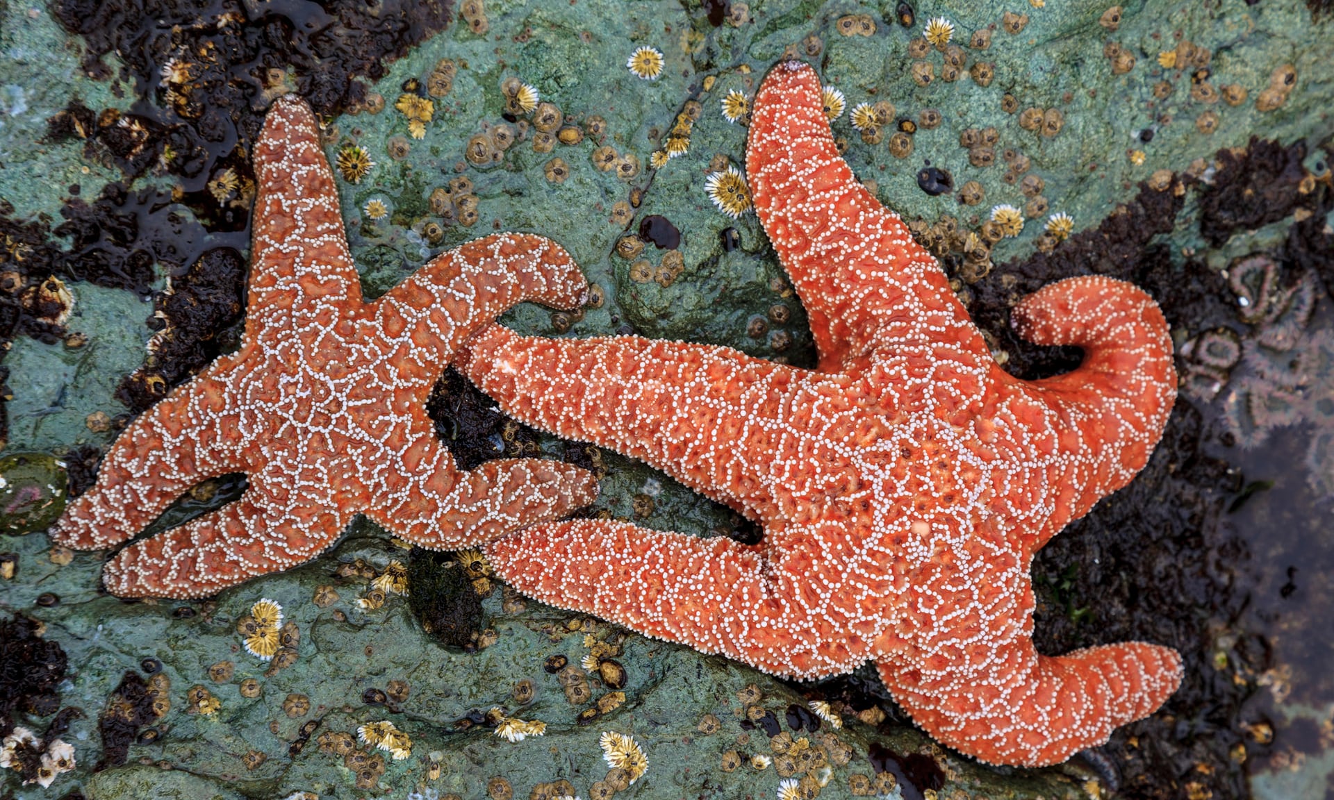 Rapid evolution saved the starfish - High Country News