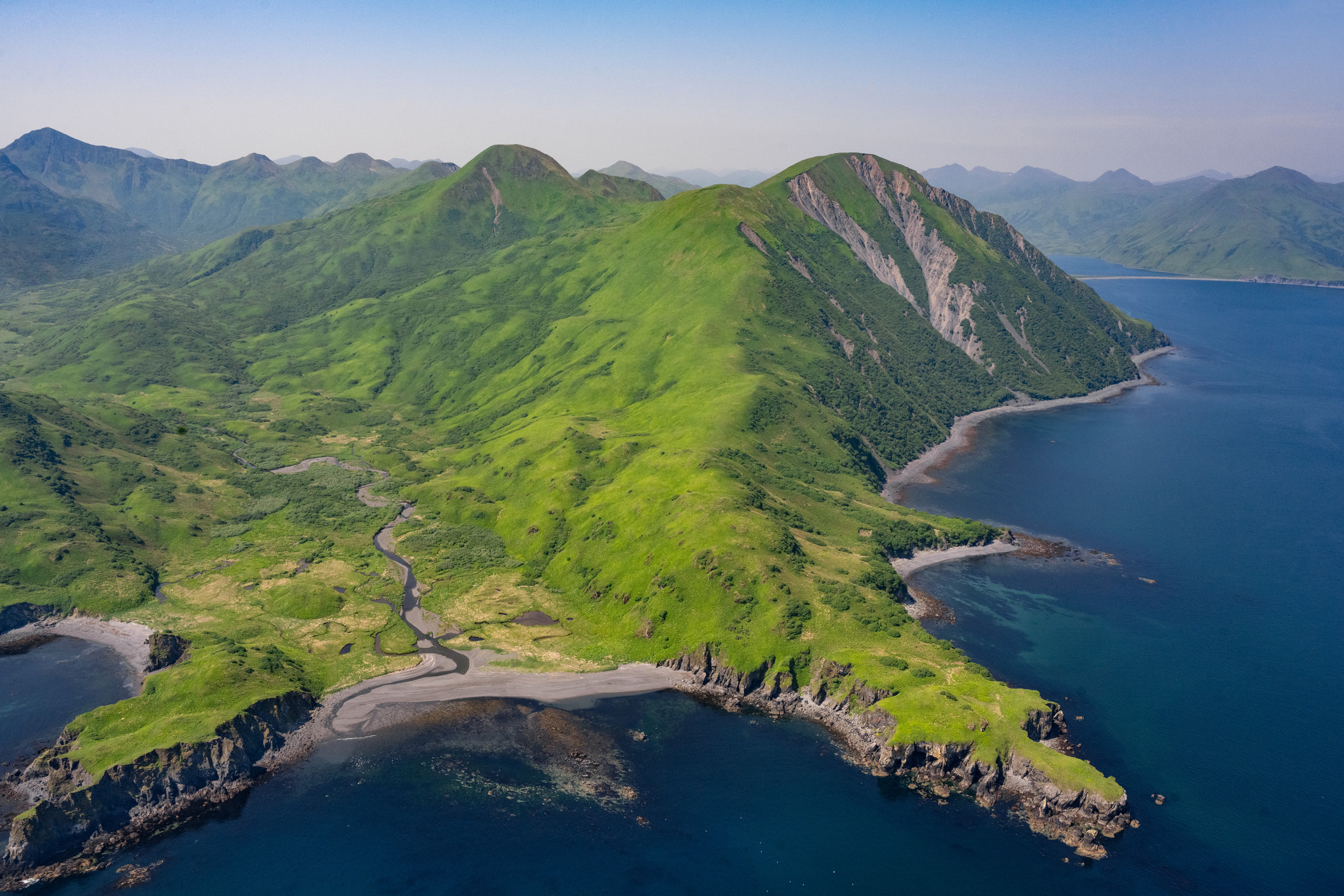 Spring weather brings “peak green” to the Kodiak Archipelago in Alaska, which appears like perfect pastoral habitat for cattle.