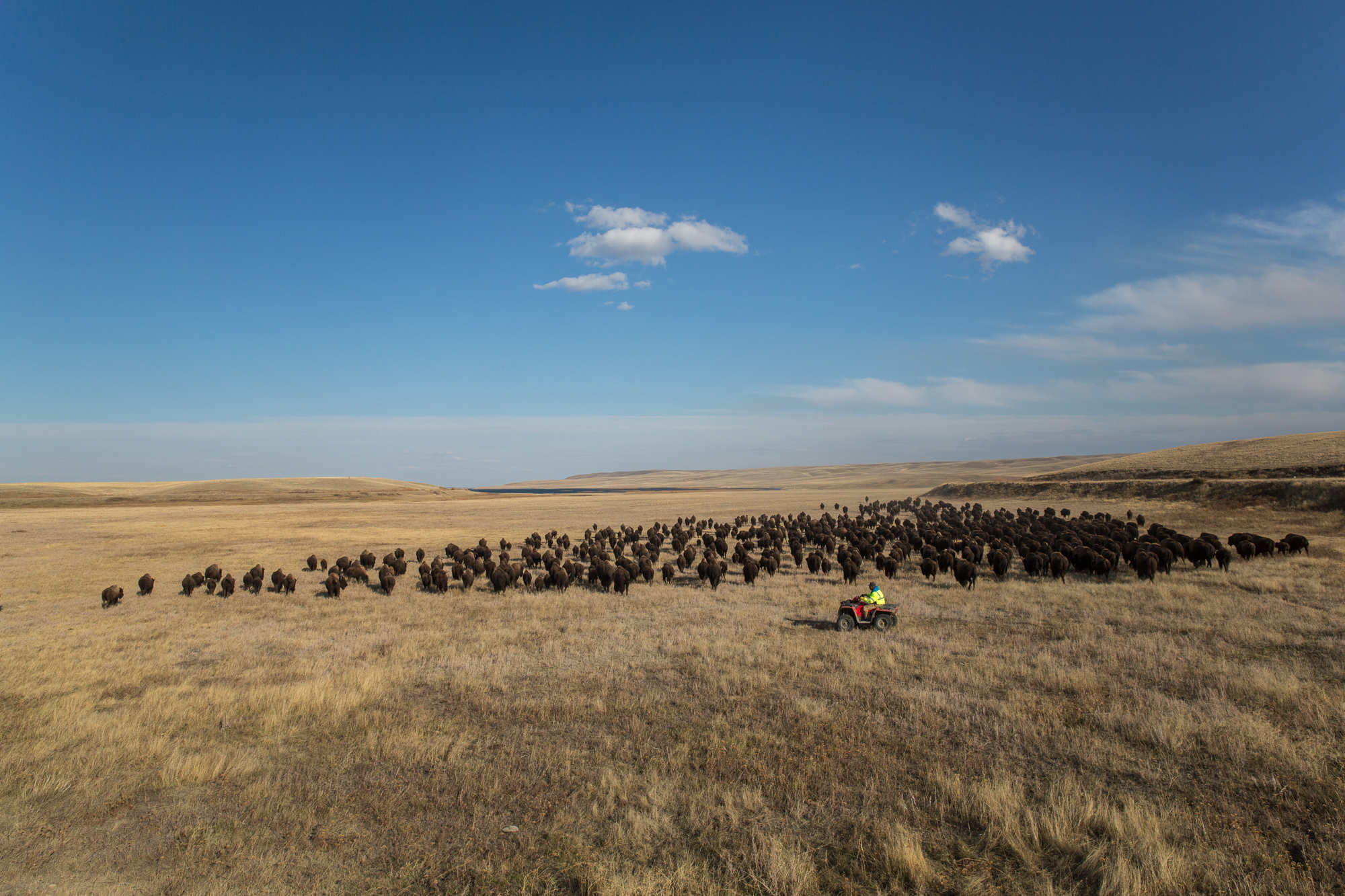 Bringing wild bison and an endangered ecosystem back - High 