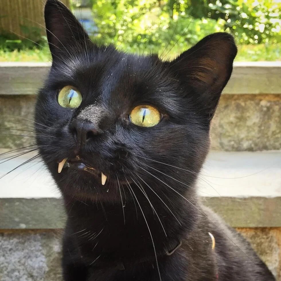 Download Gratis Gambar Kisah Seram Kucing Sedang Makan Youtube Terbaru by Lampunghits.com