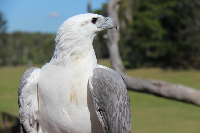 Eagle07