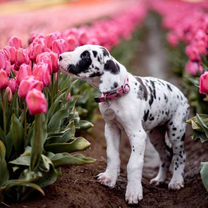 How To Fix Knuckling in Great Dane Puppies HELLO DANES