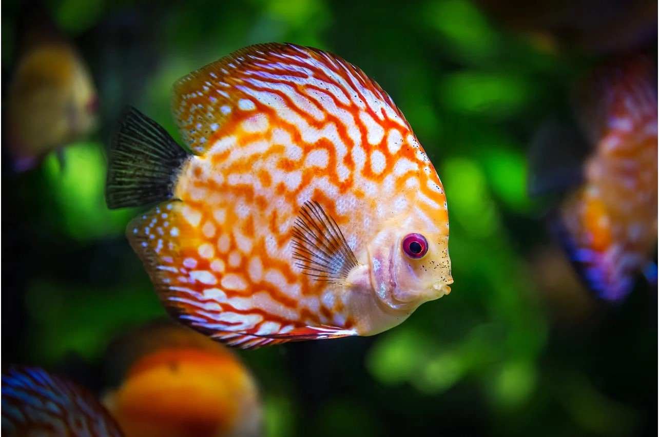 Fish Names in Marathi
