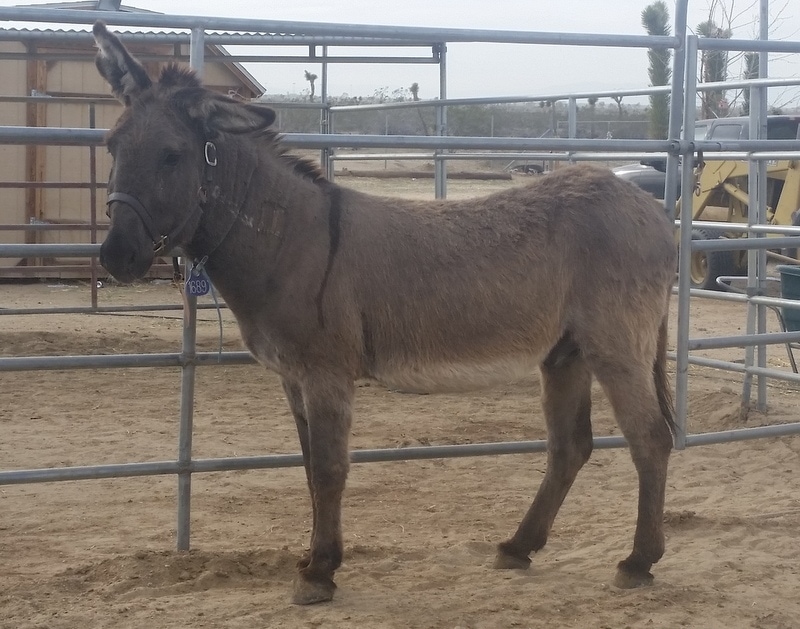 “burrito” means “little donkey” and was probably coined because of the similarities between a stuffed taco and a stuffed pack on the back of a donkey. 295 Awesome Donkey Burro Names Helpful Horse Hints