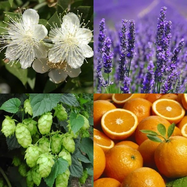 Terpeni v konoplji