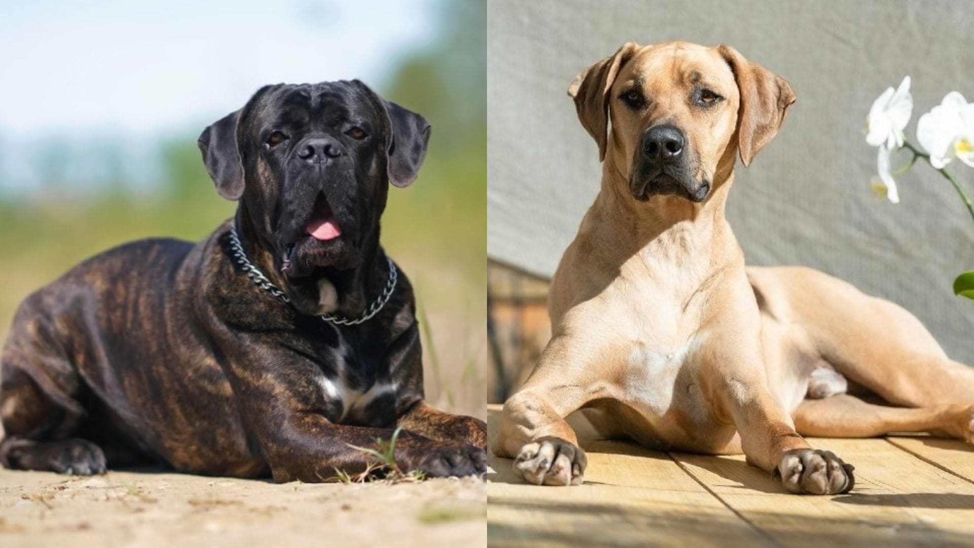 Cane Corso Rhodesian Ridgeback Mix: Majestic Mutt Mystique