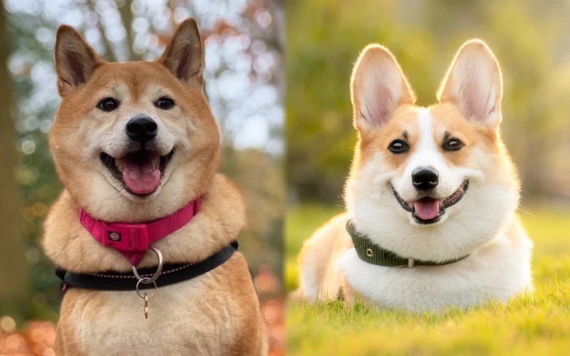 Akita Corgi Mix: Unveiling the Ultimate Cute Hybrid!