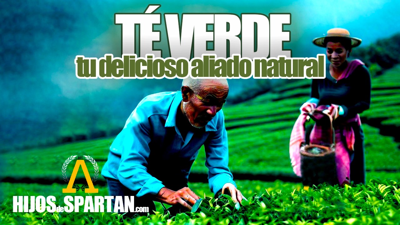 El señor y la señora Lee son los maestros del té verde, que con su experiencia y dedicación cosechan las hojas más frescas y aromáticas, en medio de un entorno natural impresionante.