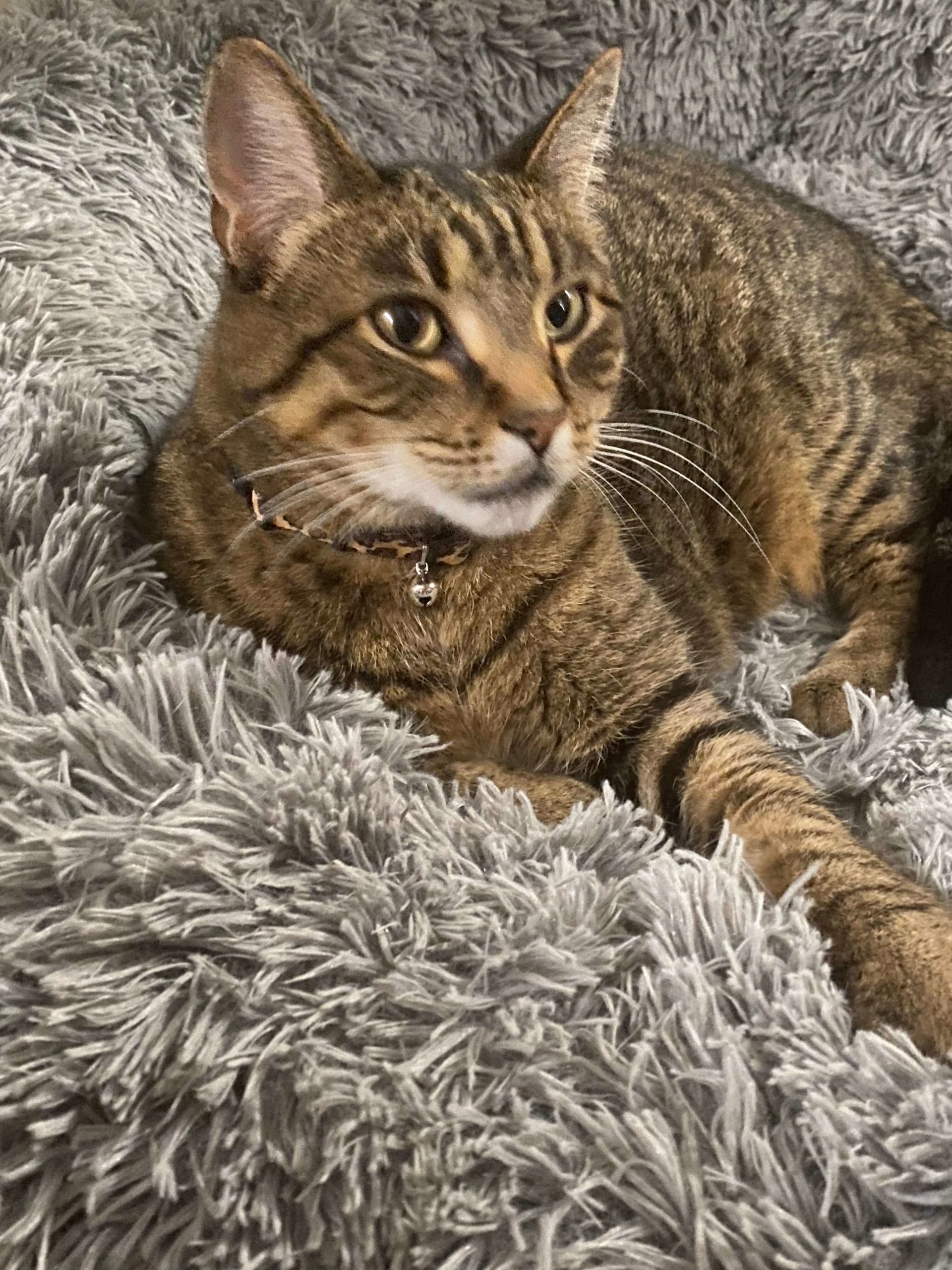 Hillside animal hospital memorial