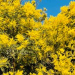 パリ植物園で確認する、学名は大事【目指せガーデナー⑤】