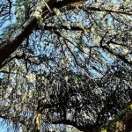 ブルーアトラスシーダーまたはギンヨウヒマラヤスギ
