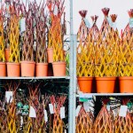 ランジス市場で見つけるウインターカラーの植物たち