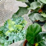 観葉植物(ハウスプランツ)事始め、諦めるをやめてみた