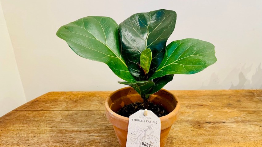 フィカス　リラータ　イヴォンヌ　観葉植物 はじめての観葉植物、フィカス・リラータ | フランスの庭から