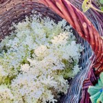 初夏の白花、エルダーフラワーの魅力