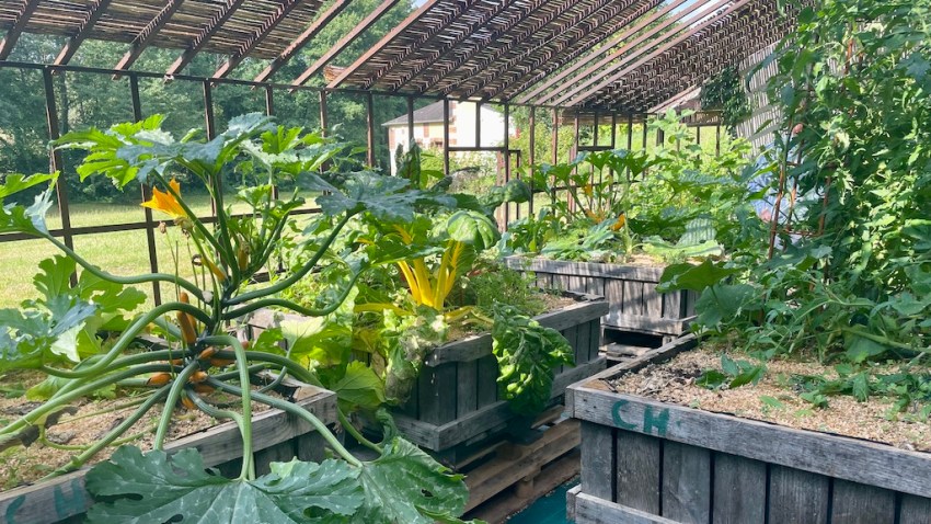 ポタジェ、スイスチャード、ズッキーニ