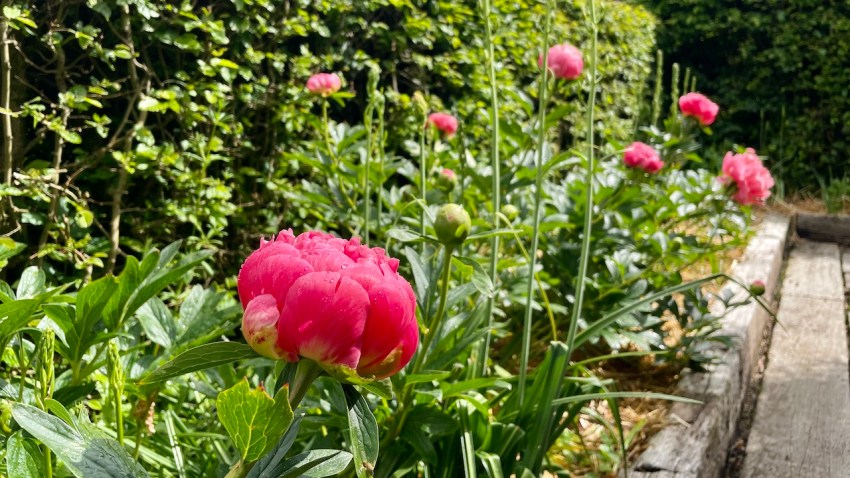 モナステリーガーデン、オルサン、芍薬