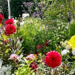 パリのオリンピック・ダリア