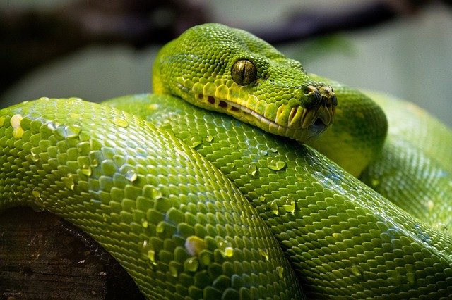 Seeing snake in dream islam