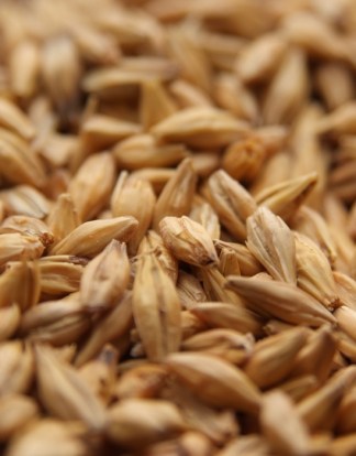 Weyermann ACIDULATED Malt - 1 LB Uncrushed