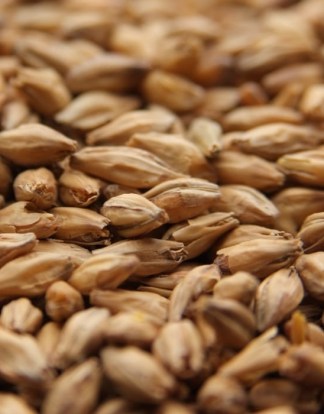 Weyermann Beech Smoked Malt - 1 LB, Uncrushed